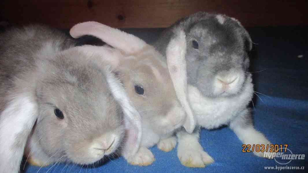 Prodáme zakrslé králíčky - foto 2