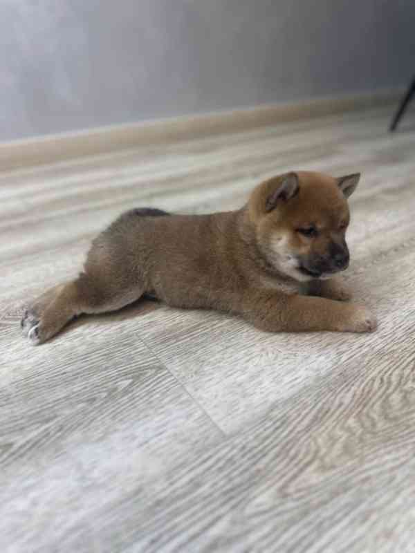 Shiba Inu s PP k adopci  Chovatelská stanice z Prahy 9 nabíz - foto 2