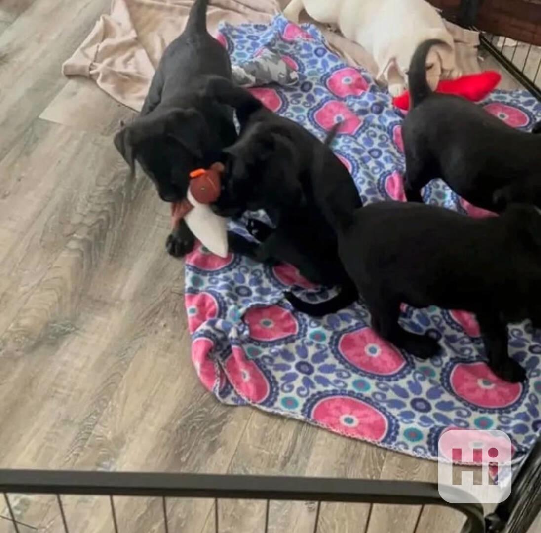 ŠTĚŇATA LABRADORA - foto 1