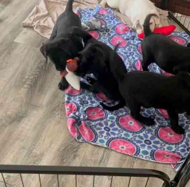 ŠTĚŇATA LABRADORA - foto 1