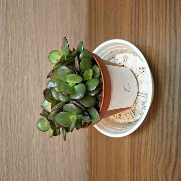 Crassula Ovata Minor - foto 2