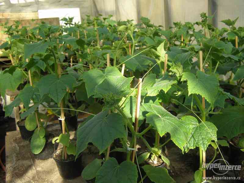 Roubované okurky - foto 1