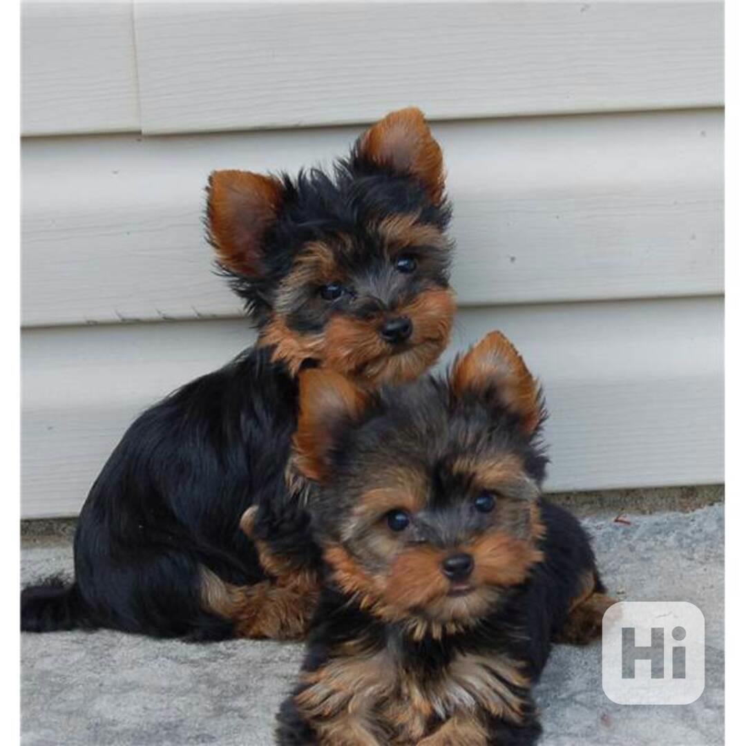 vycvičená štěňata yorků k adopci - foto 1