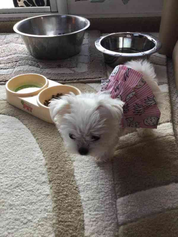 Štěňata maltézského ovčáka k adopci - foto 4