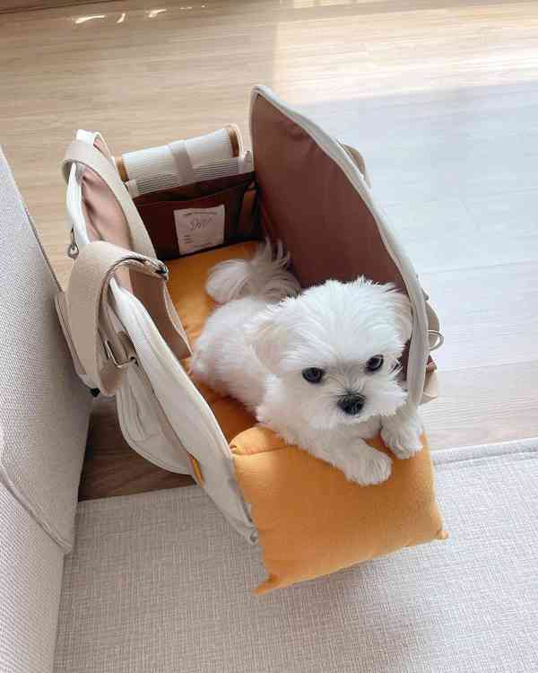 Štěňata maltézského ovčáka k adopci - foto 1