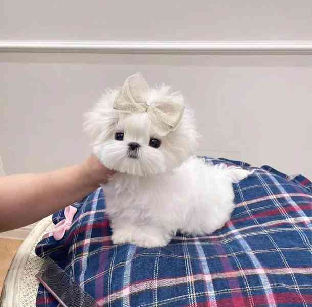 Štěňata maltézského ovčáka k adopci - foto 3