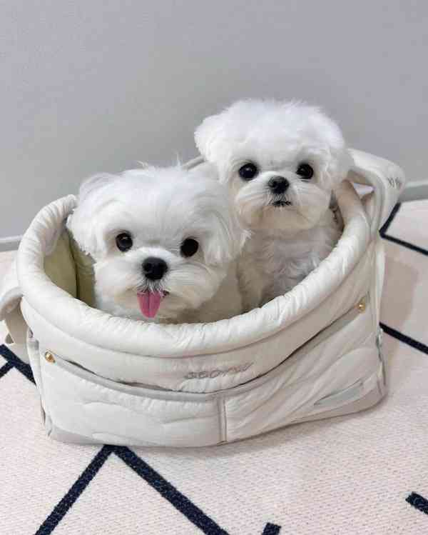 Štěňata maltézského ovčáka k adopci - foto 2