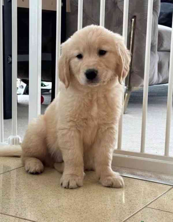 Štěňata zlatého retrívra připravená k návštěvě - foto 1