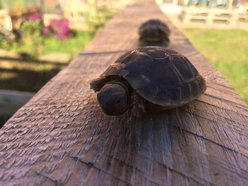 Želva zelenavá – prodám mláďata - foto 1