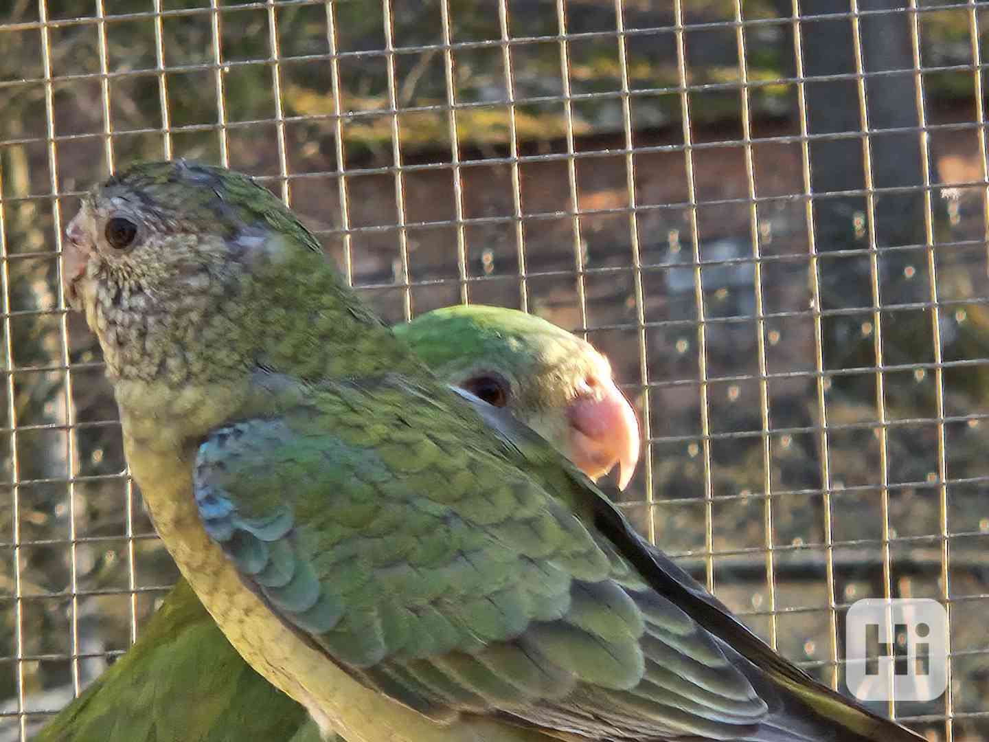 Papousek zpěvavý  - foto 1