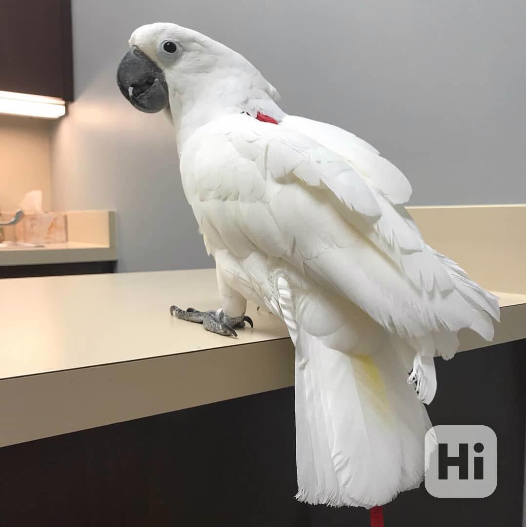 Samice papouška kakadu k adopci - foto 1