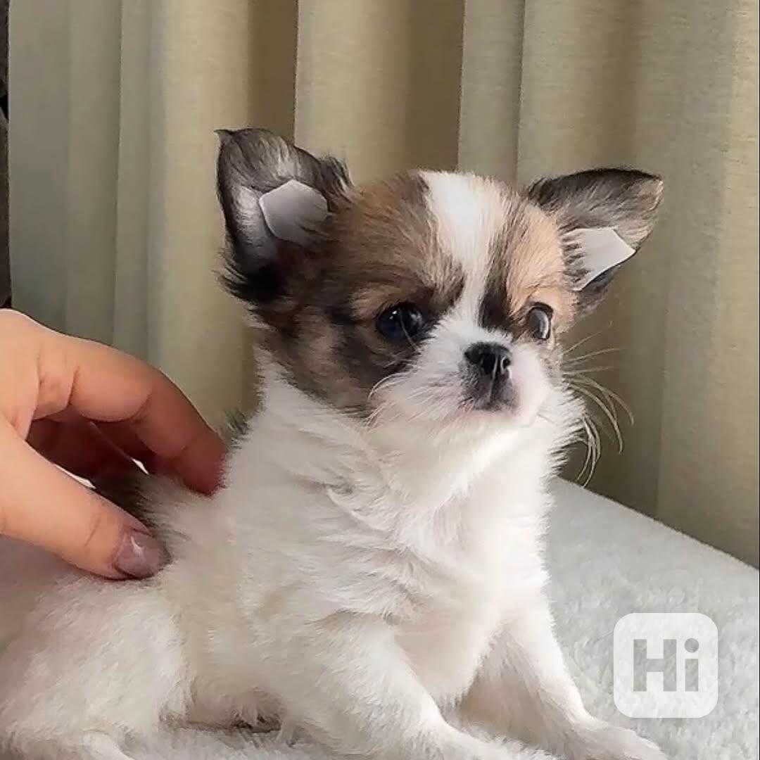 Štěně čivavy k adopci - foto 1