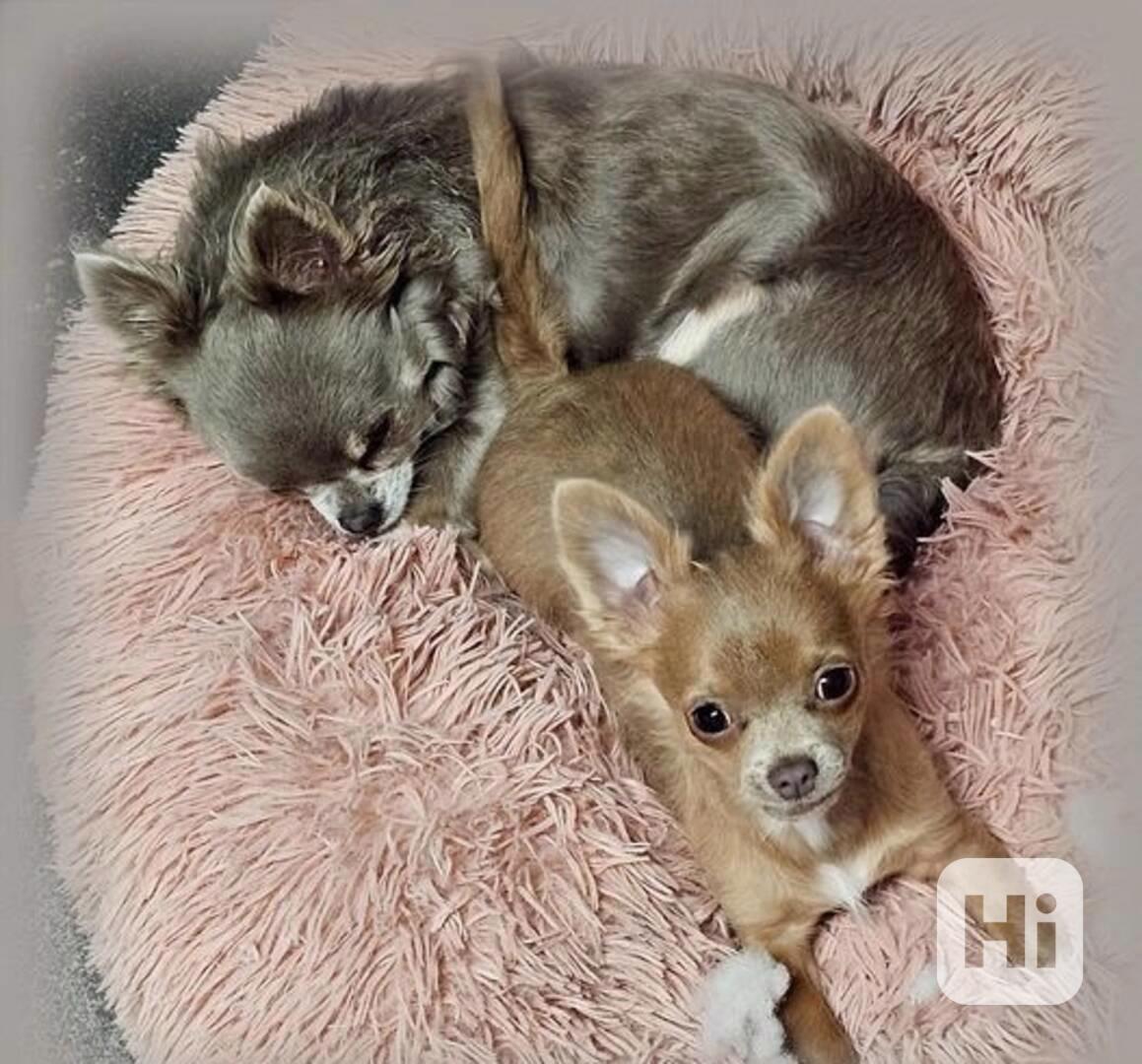 Tiny Micro Pup KC-Reg Lilac long-coat CHIHUAHUA - foto 1