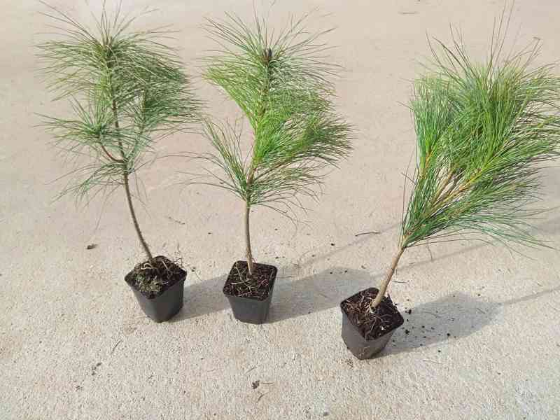 Borovice himálajská (Pinus wallichiana) - 40-50 cm - foto 3