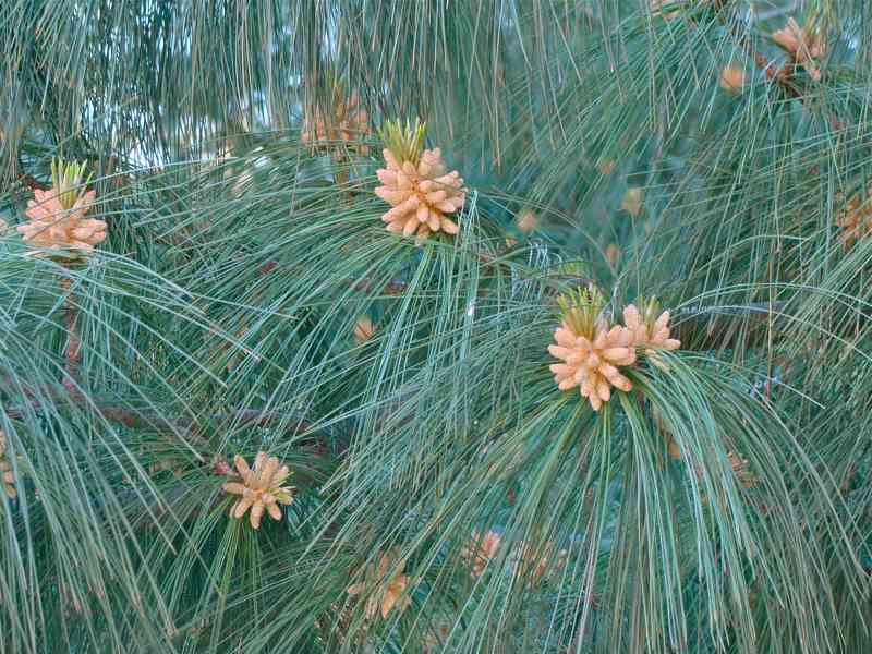 Borovice himálajská (Pinus wallichiana) - 40-50 cm - foto 8