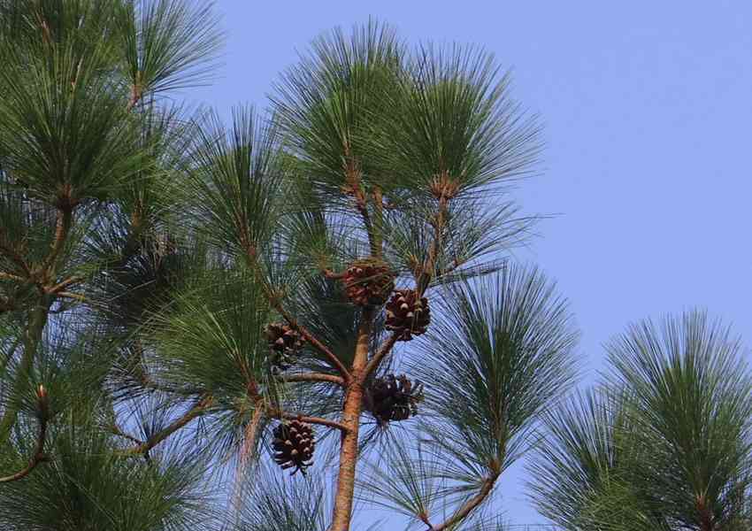 Borovice himálajská (Pinus wallichiana) - 40-50 cm - foto 5