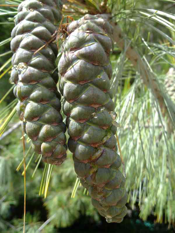 Borovice himálajská (Pinus wallichiana) - 40-50 cm - foto 9