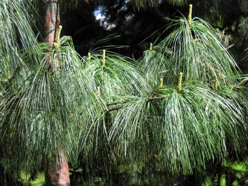 Borovice himálajská (Pinus wallichiana) - 40-50 cm - foto 1