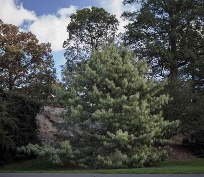 Borovice himálajská (Pinus wallichiana) - 40-50 cm - foto 10