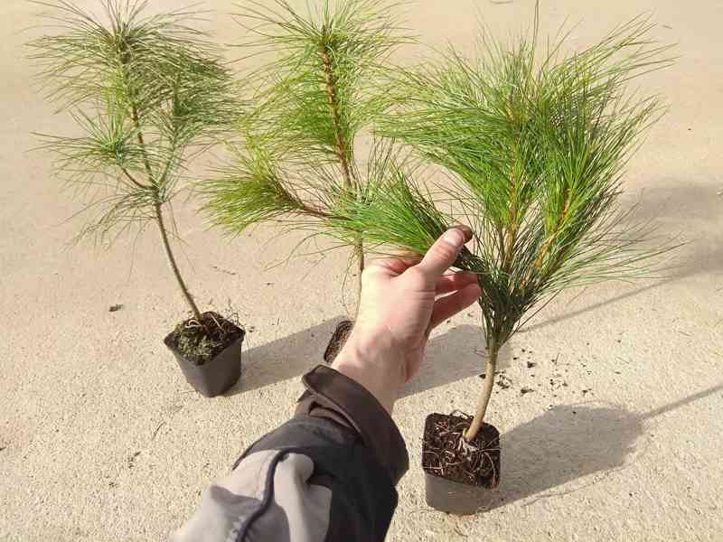Borovice himálajská (Pinus wallichiana) - 40-50 cm - foto 2
