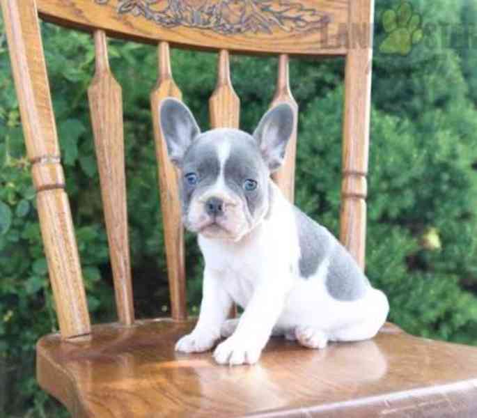 Francouzský buldoček na prodej bez PP - foto 1