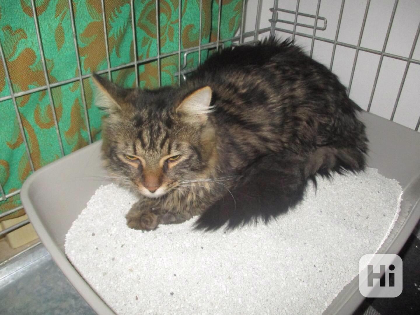 Budou mít štěstí? - foto 1