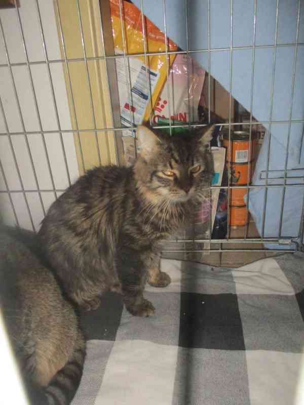 Budou mít štěstí? - foto 4