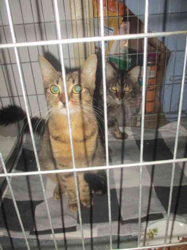 Budou mít štěstí? - foto 5