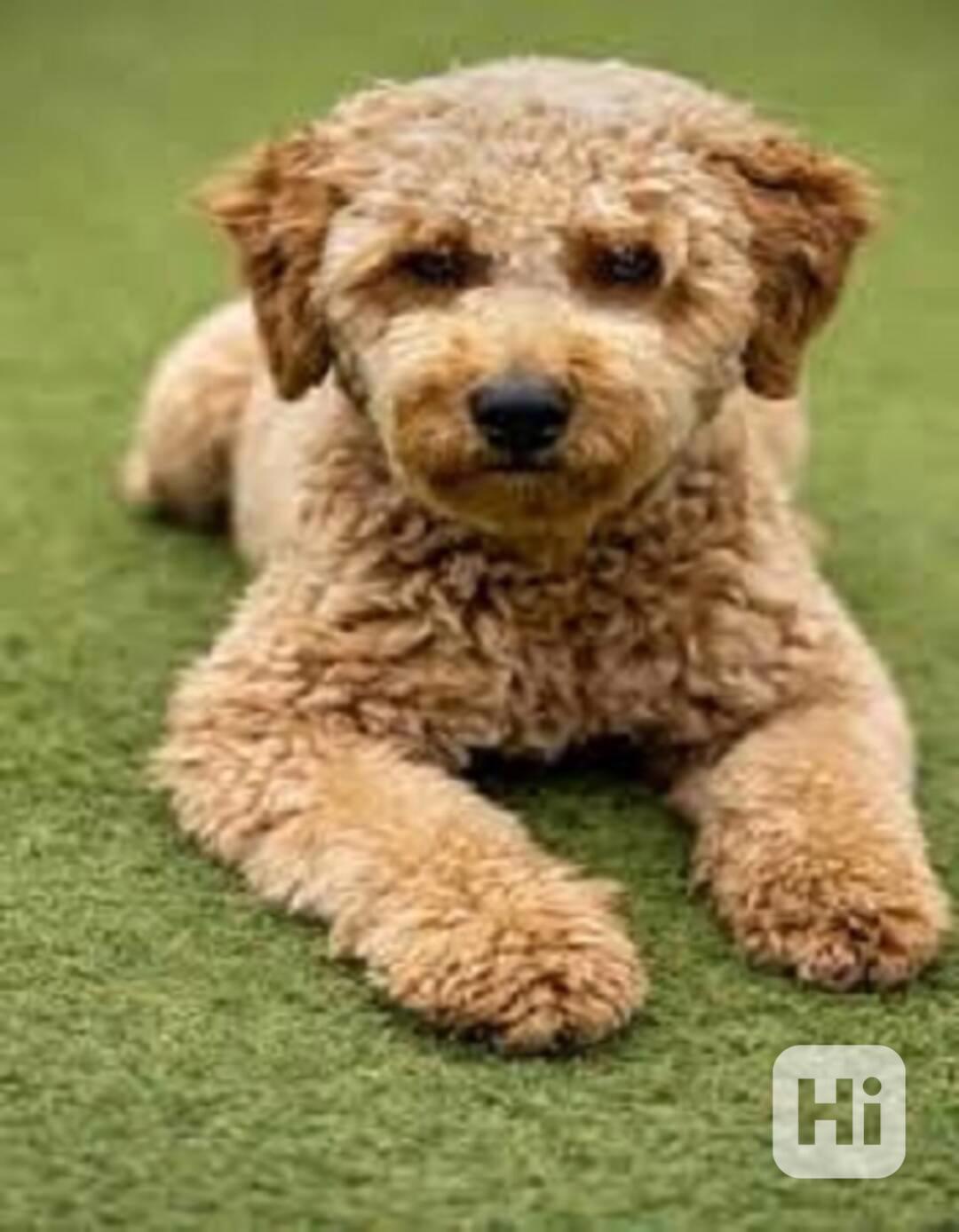 golden doodle puppies - foto 1