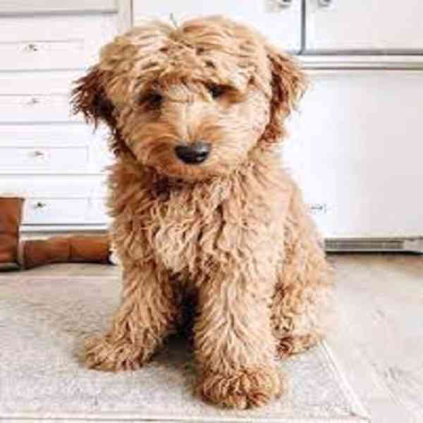 golden doodle puppies - foto 4