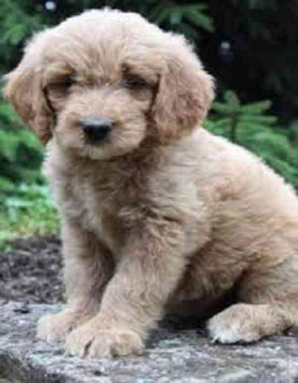 golden doodle puppies - foto 2