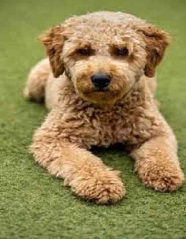 golden doodle puppies - foto 1