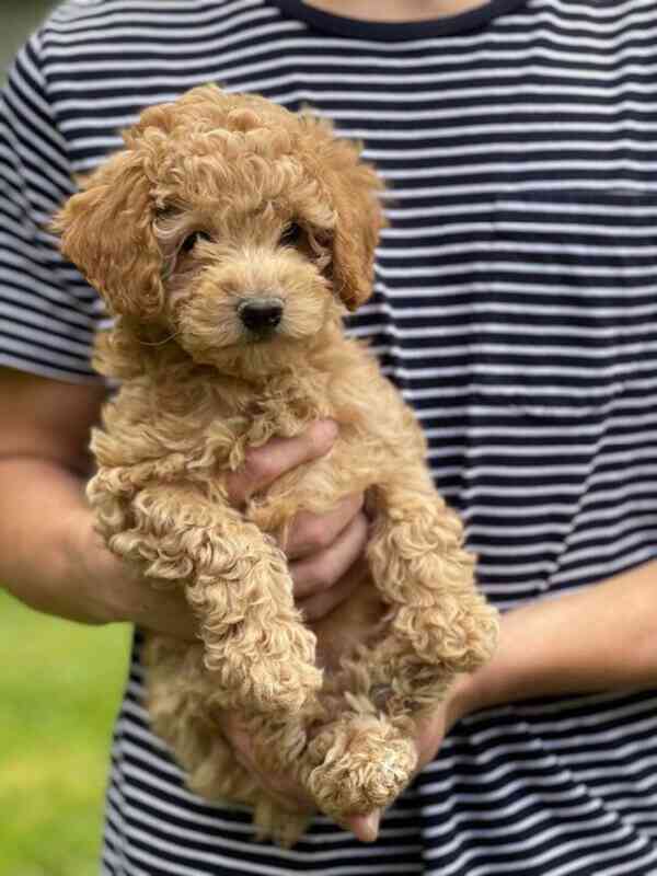 golden doodle puppies - foto 3