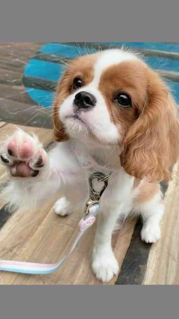 kavaliera king charles spaniela - foto 1