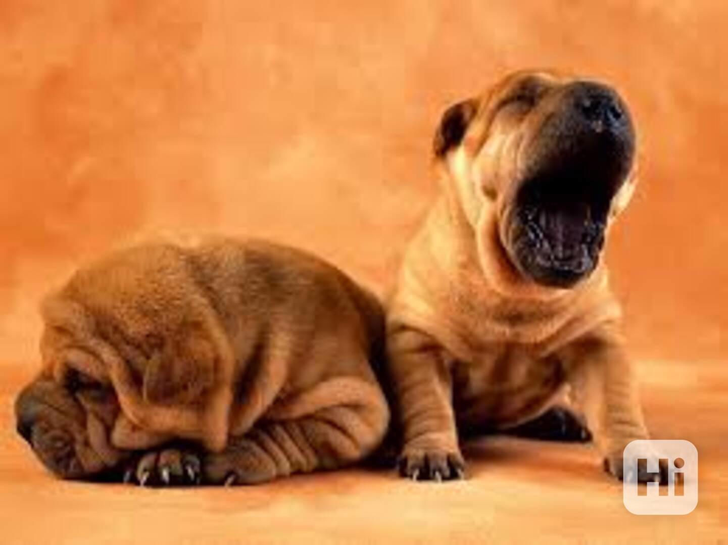 Štěně Sharpei je navždy doma - foto 1