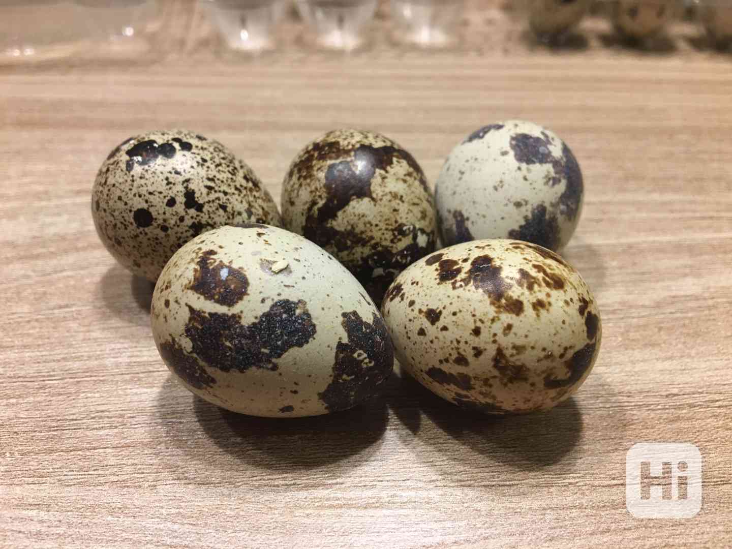 Křepelčí vejce - konzumní - foto 1