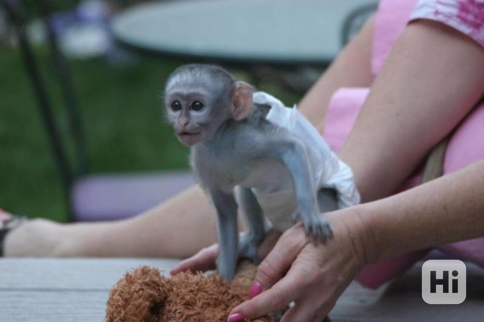 Ochočené kapucínské opice na prodej - foto 1