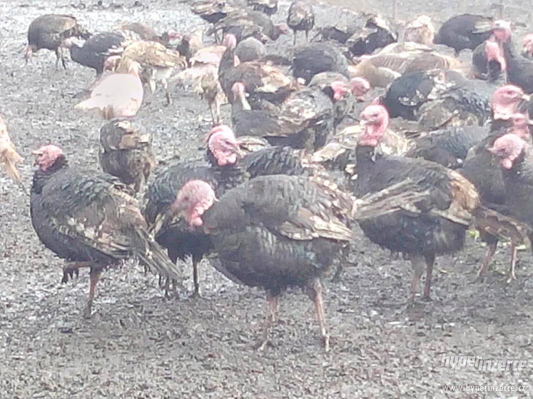 Krůta bronzová - foto 1