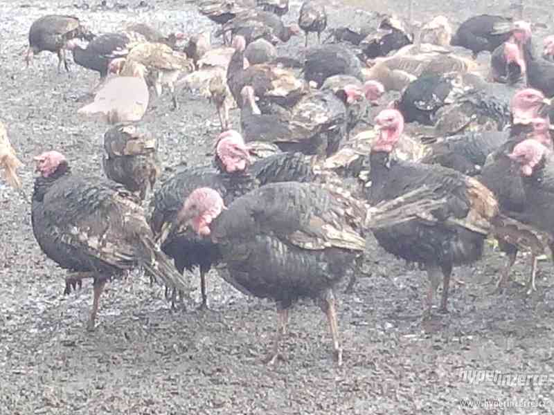 Krůta bronzová - foto 1