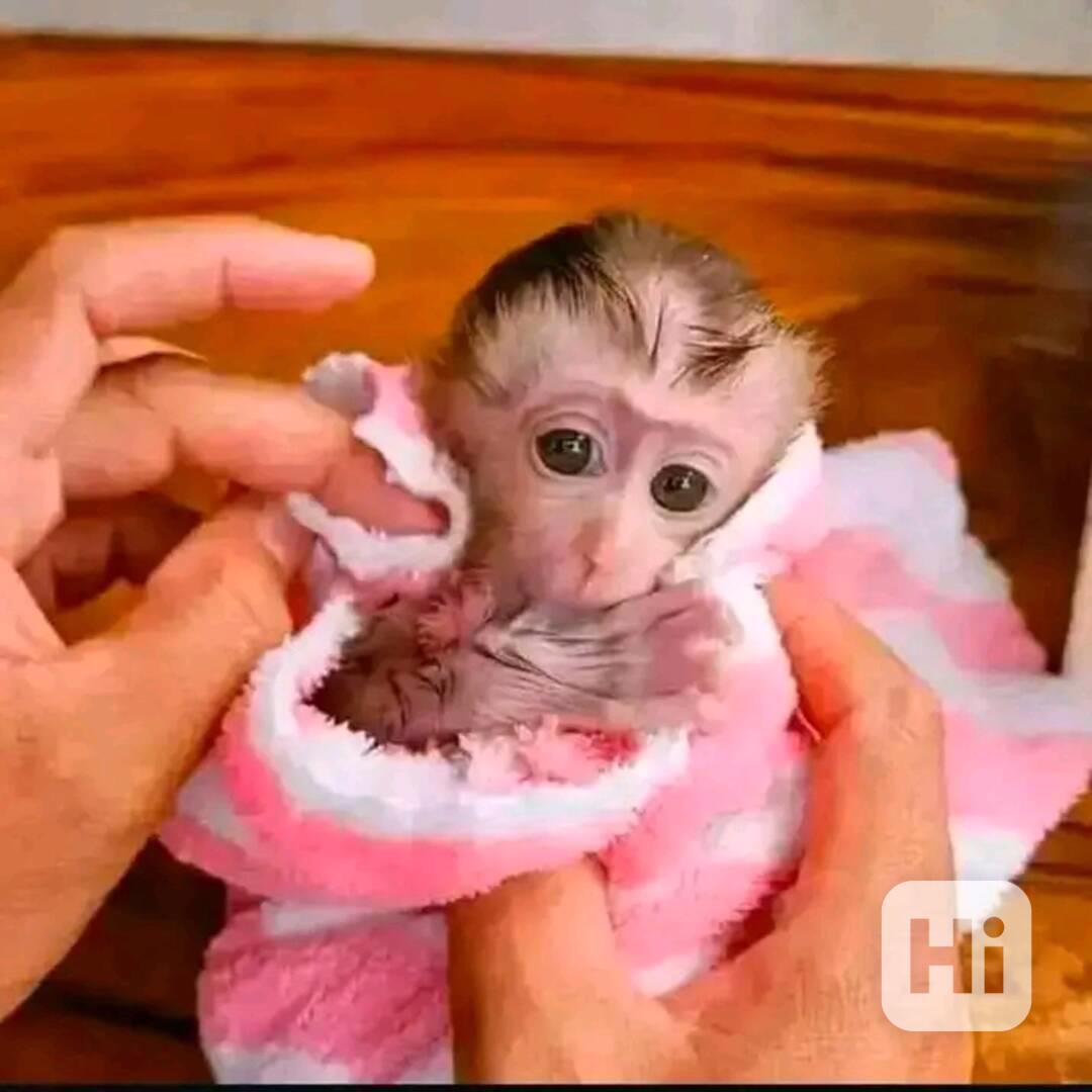  Přemístění inteligentního kapucína - foto 1