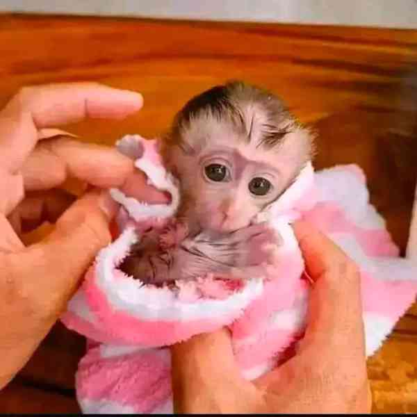  Přemístění inteligentního kapucína