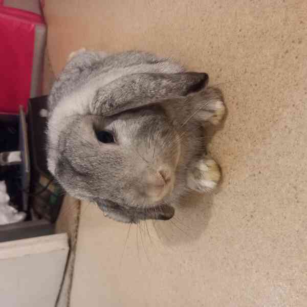 Zakrsly beranek samicka - foto 1