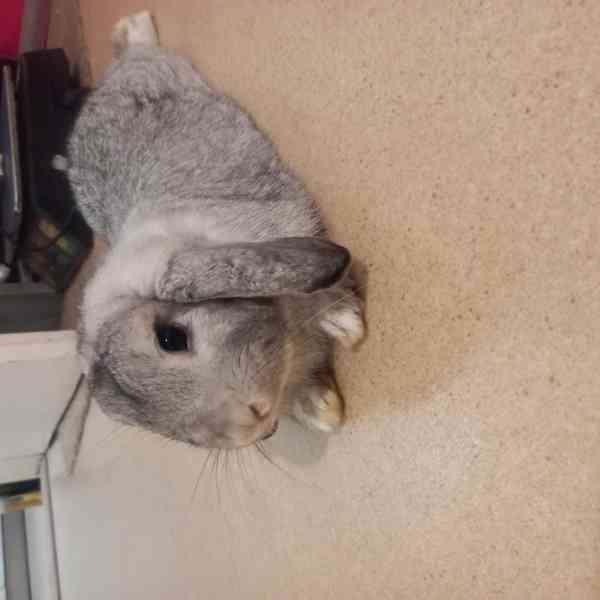 Zakrsly beranek samicka - foto 4