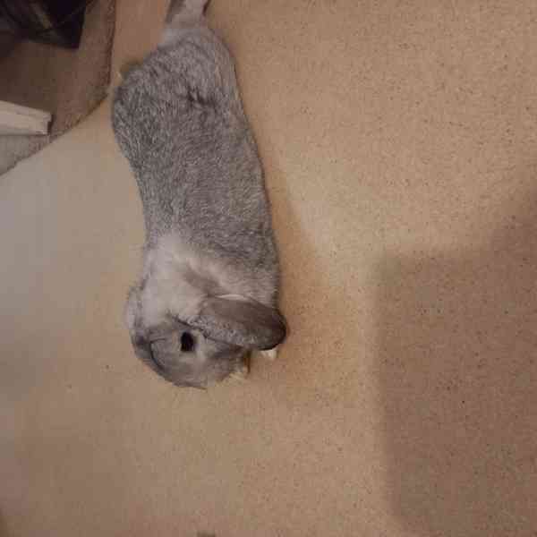 Zakrsly beranek samicka - foto 5