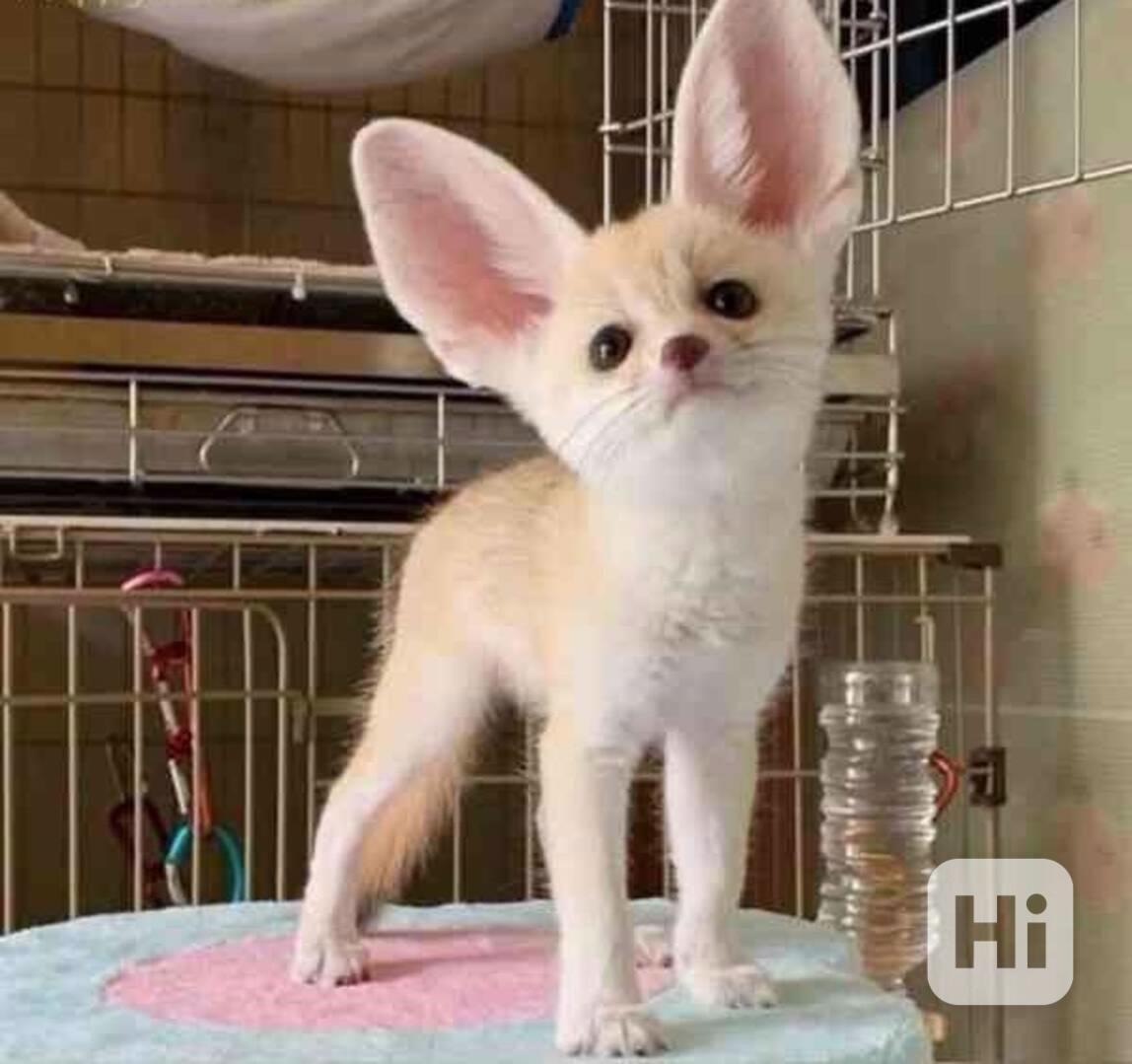 Špičková fennec liška zdarma k adopci  - foto 1
