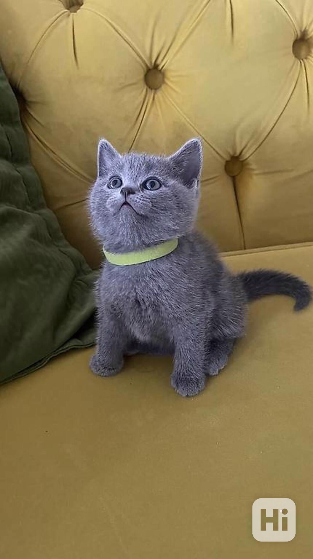 Koťata britské krátkosrsté šelmy - foto 1