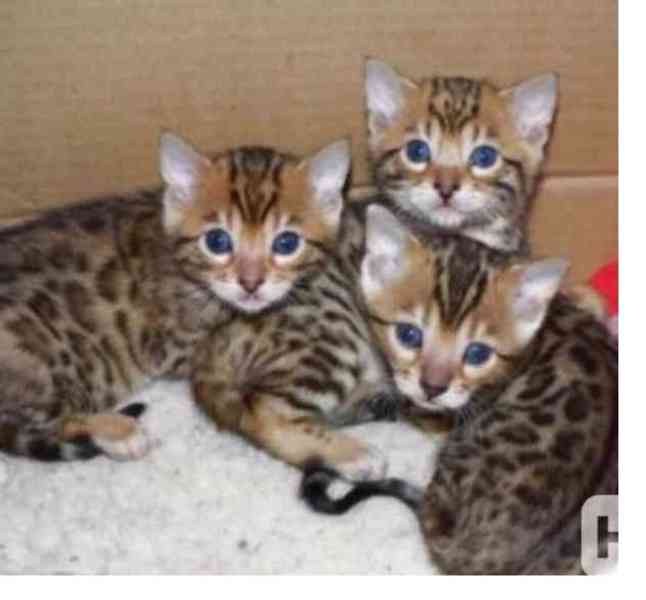 Bengálská koťátka  - foto 1