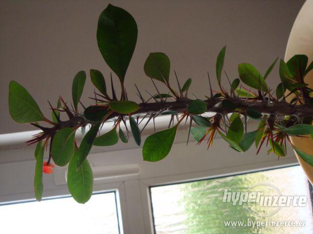 Trnová koruna - Euphorbia mili - foto 1