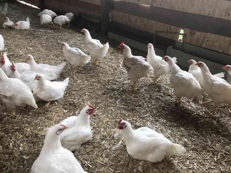 Prodej brojlerových kuřat, kachen a farmářských produktů