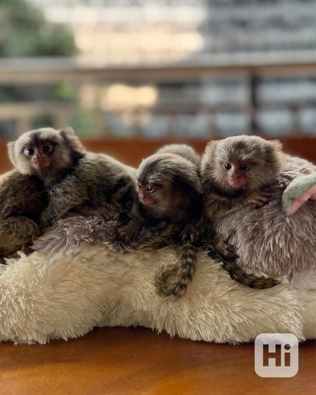 🐒 Roztomilé opice kosmani - foto 1